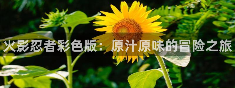 意中人包子漫画